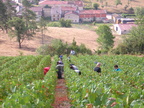 19 Belon Vendange 2003