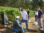 22 Belon Vendange 2003