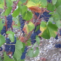 9 Belon Vendange 2003
