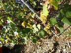 082-BHP Vendanges