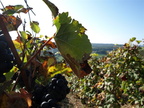 084-BHP Vendanges