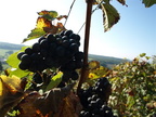 085-BHP Vendanges