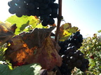 086-BHP Vendanges