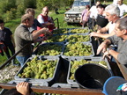 089-BHP Vendanges