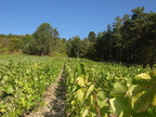 2009