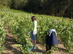 02-BHP Vendanges 2009