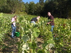 03-BHP Vendanges 2009