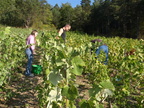 04-BHP Vendanges 2009