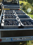 06-BHP Vendanges 2009