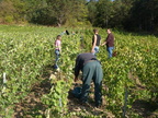 07-BHP Vendanges 2009