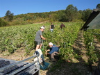 08-BHP Vendanges 2009