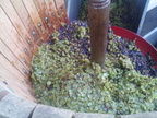 39-BHP Vendanges 2016