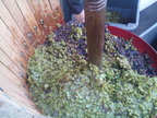 40-BHP Vendanges 2016