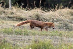 01-JMC-Renard 2004