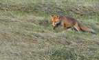 03-JMC-Renard 2004