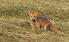 04-JMC-Renard 2004