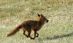 08-JMC-Renard 2004