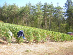 27 Belon Vendange 2003