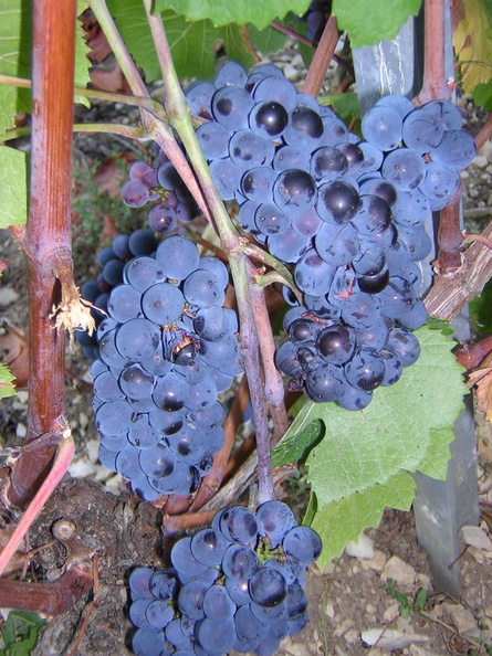 93_Belon_Vendange_2003.JPG