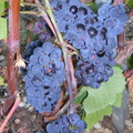 93 Belon Vendange 2003