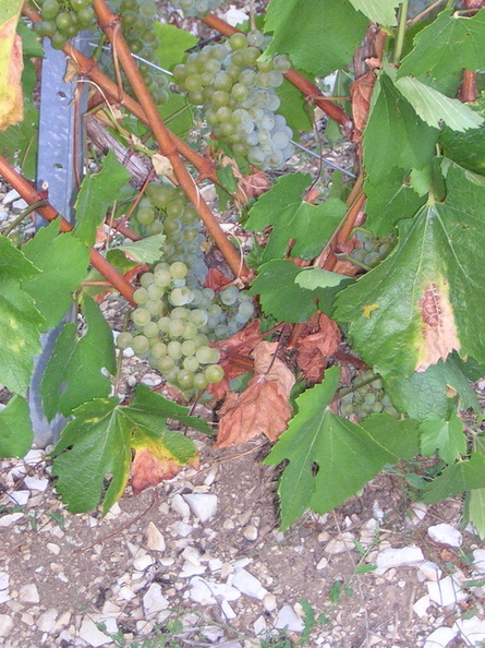 7_Belon_Vendange_2003.JPG