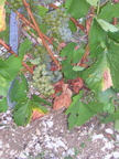 7 Belon Vendange 2003