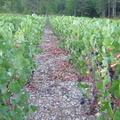 8 Belon Vendange 2003