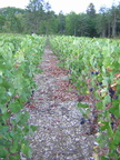 8 Belon Vendange 2003