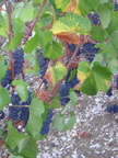 9 Belon Vendange 2003